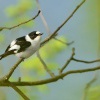 Lejsek belokrky - Ficedula albicollis - Collared Flycatcher 2706